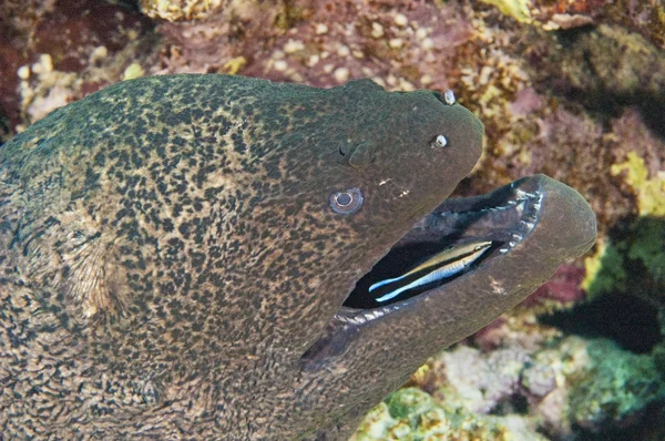 Gisnt moray anguila con wrasse limpia —  Fotos de Stock