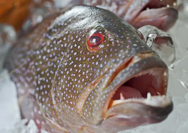 氷の上で新鮮なハタ科の魚 — ストック写真