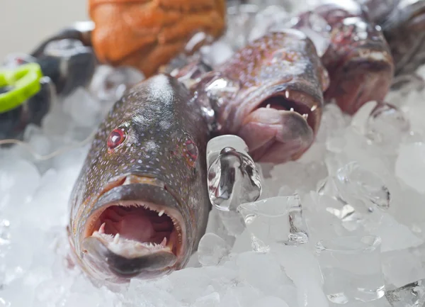 Peixes frescos agrupadores no gelo — Fotografia de Stock