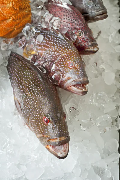 Ryby świeże grouper na lodzie — Zdjęcie stockowe