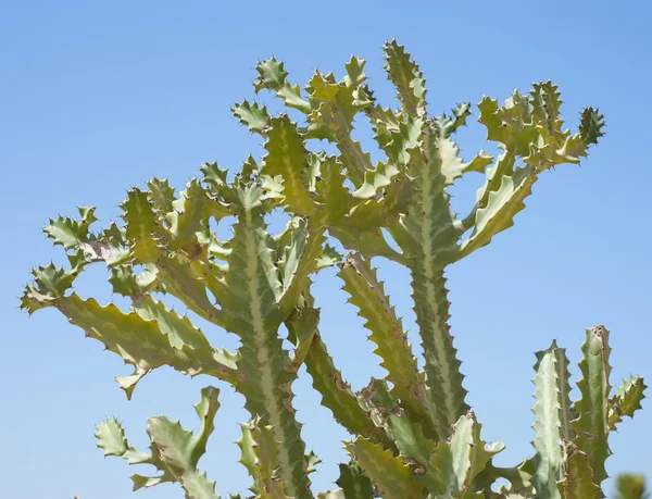 stock image Top of a cactus against a blue sky