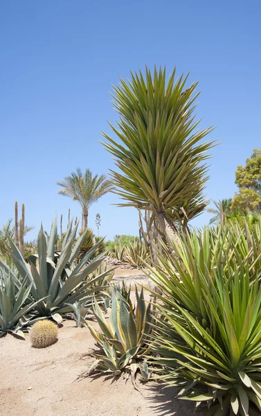Jardim do deserto com várias plantas — Fotografia de Stock