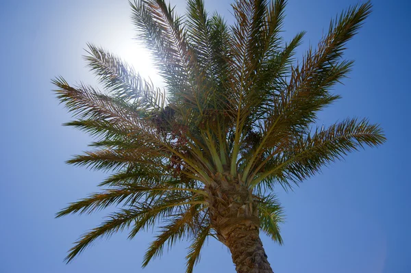 Güneş hurma ağacı — Stok fotoğraf