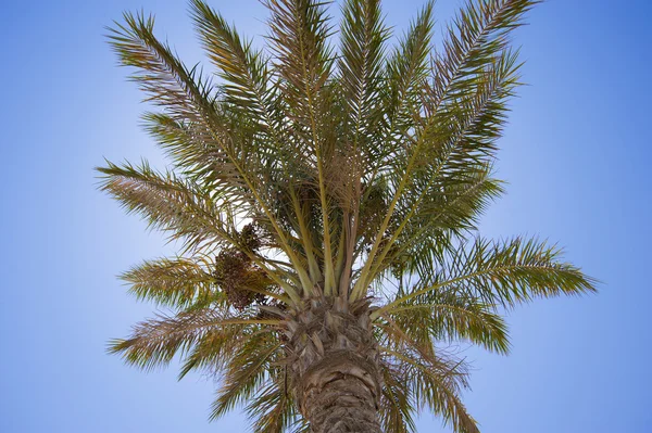 Data palmeira ao sol — Fotografia de Stock
