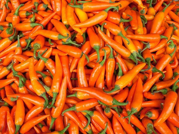 Oranžový chilli — Stock fotografie