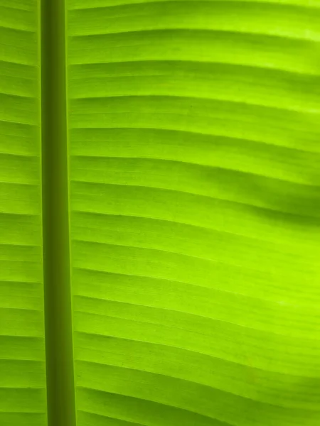 Green leaf line — Stock Photo, Image