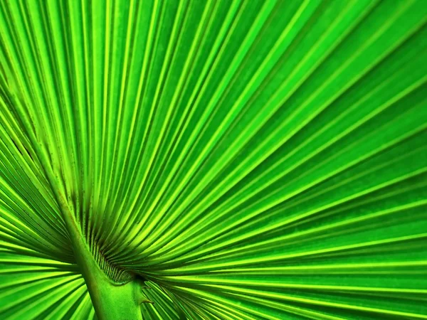 Πράσινο φόντο φύλλο παλάμης — Φωτογραφία Αρχείου