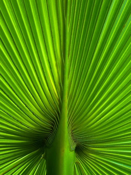 Palm leaf radie Stockbild