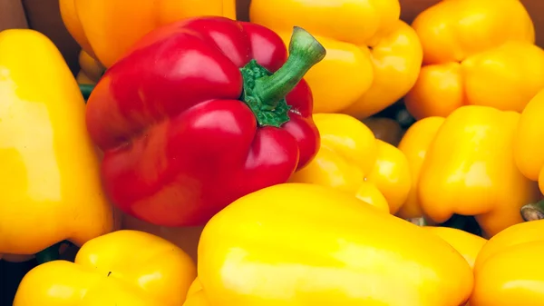 Roter gelber grüner Paprika — Stockfoto