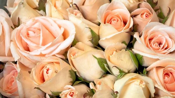 Light pink roses — Stock Photo, Image