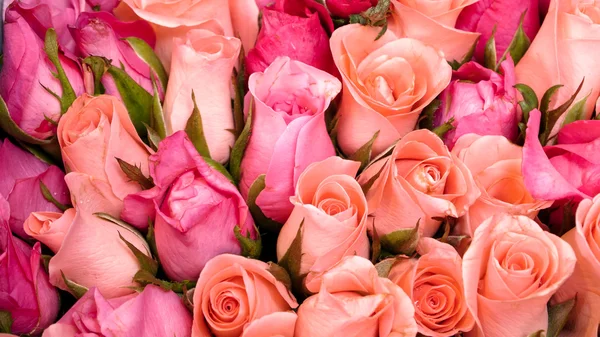 Oranje en roze rozen — Stockfoto