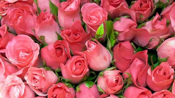 गुलाबी गुलाब — स्टॉक फ़ोटो, इमेज