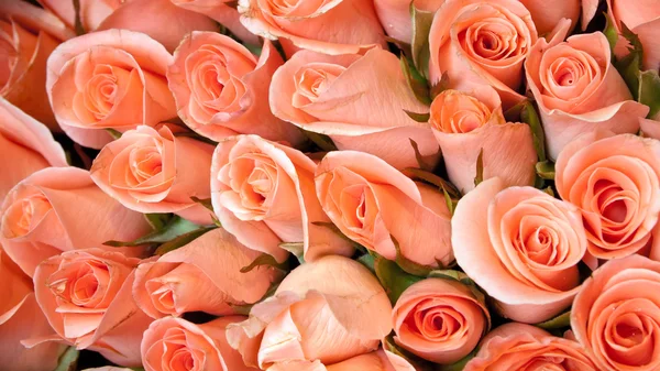 Light orange color roses — Stock Photo, Image
