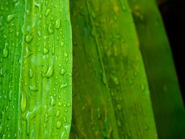 Liść zielony bambus — Zdjęcie stockowe
