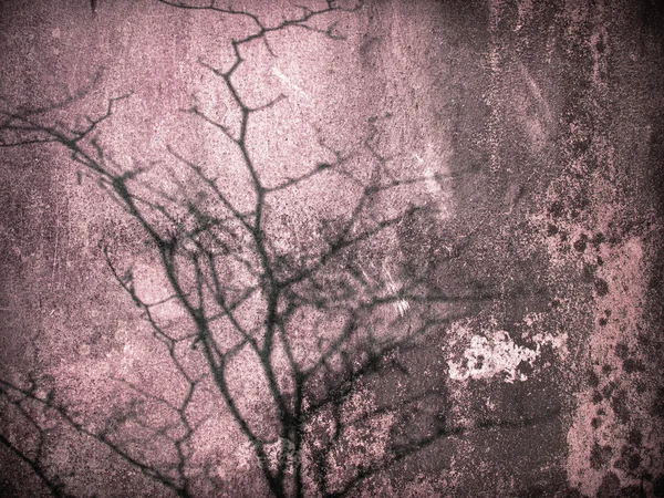 ピンクの古い壁の木の影 — ストック写真