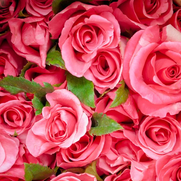 Rosas cor de rosa Fotos De Bancos De Imagens Sem Royalties