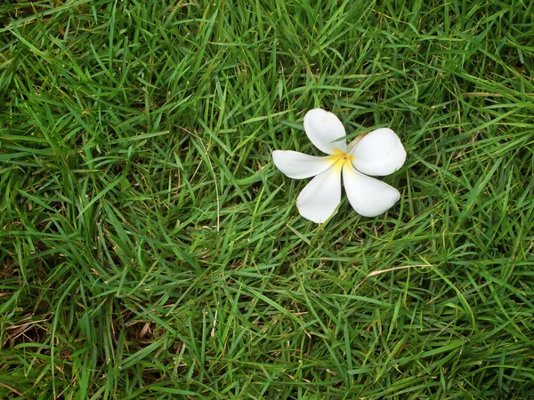 草の上プルメリア — ストック写真