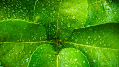 Water drop on Kaffir lime leaf clipart