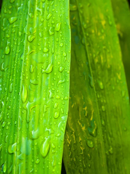 Kropli wody na liściu bambusa — Zdjęcie stockowe