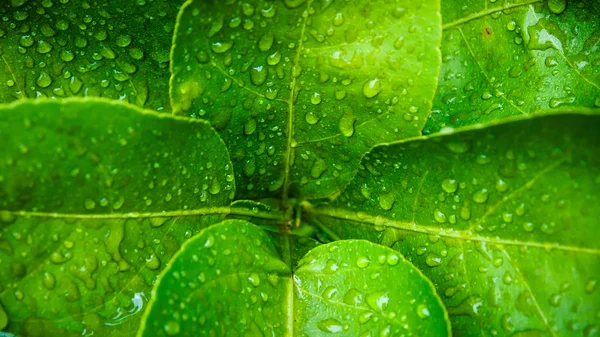Vattendroppe på kaffir lime blad — Stockfoto