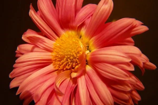 stock image Orange petals flower