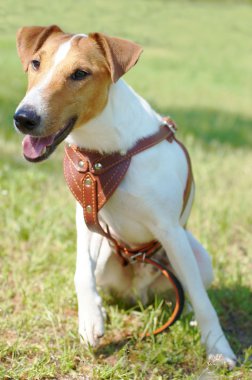 Fox Terrier (Smooth). Funny dog looking at camera. clipart