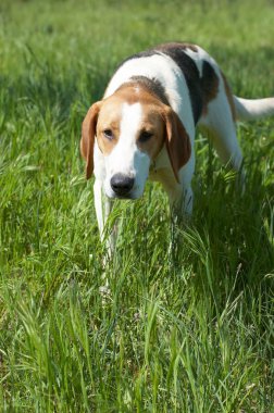 Russian piebald hound clipart