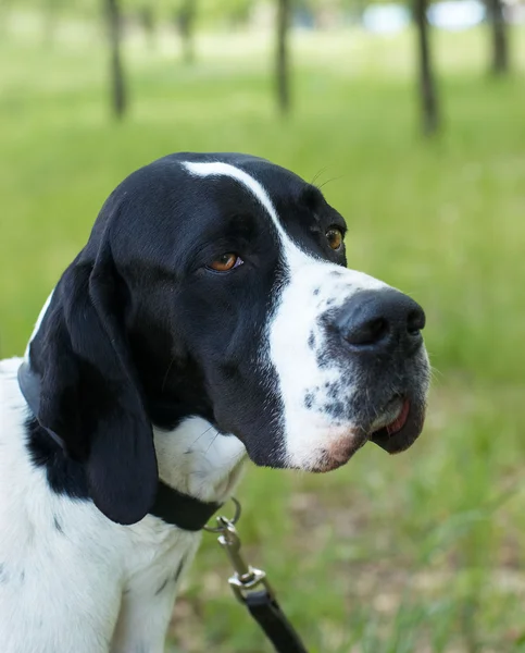 Ponteiro (cão caçador) com aparência séria — Fotografia de Stock