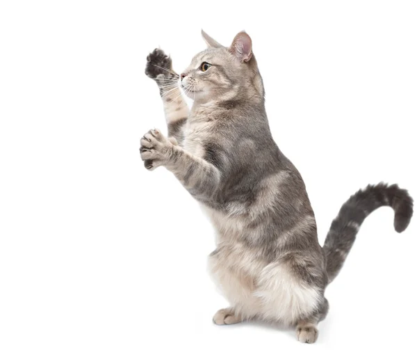 Кот в игривом настроении — стоковое фото