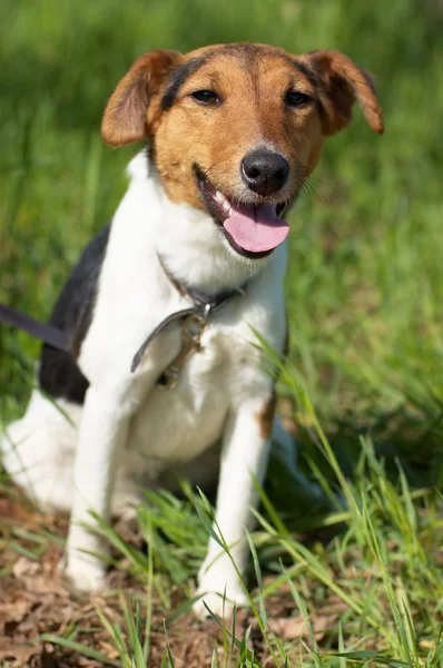 Fox Terrier (em inglês). Cão engraçado olhando para a câmera . — Fotografia de Stock