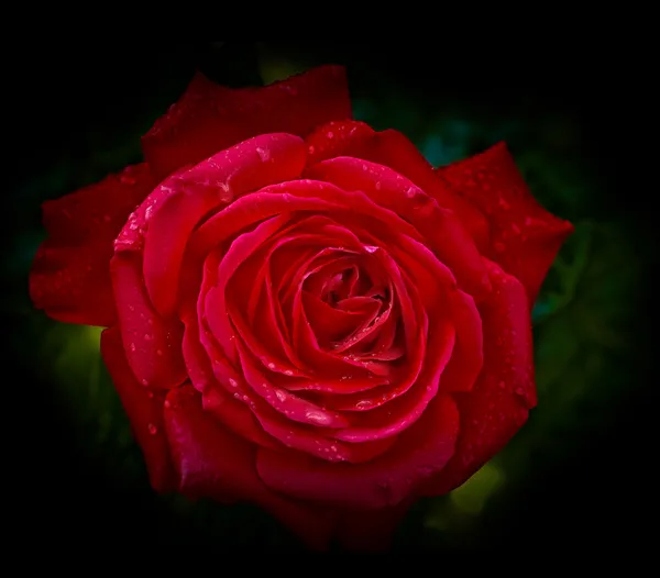 Букет з рожевих троянд з жовтою трояндою на фоні — стокове фото