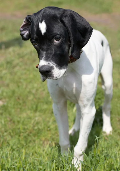 Puppy van aanwijzer (hunter hond) met grappige look — Stockfoto
