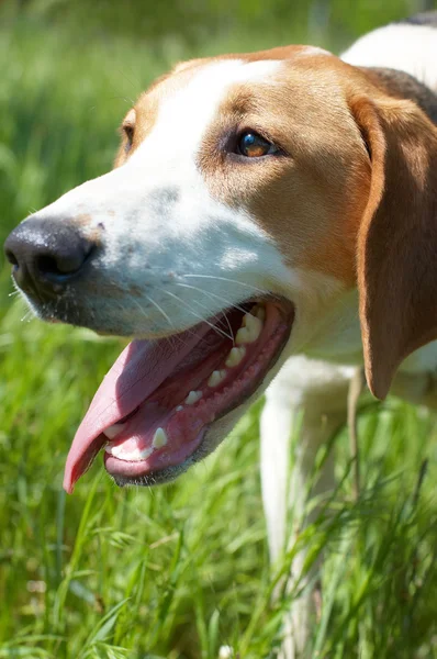 Russian piebald hound — Stock Photo, Image