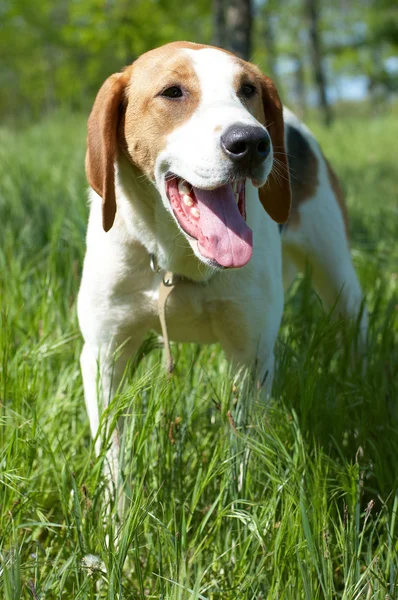 Ruský strakatý pes (gontchaja russkaja pegaja) s otevřenými ústy — Stock fotografie