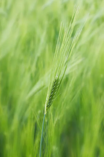 Green spikelet of young wheat — Stok fotoğraf