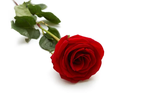 Vörös rózsa fehér háttér — Stock Fotó