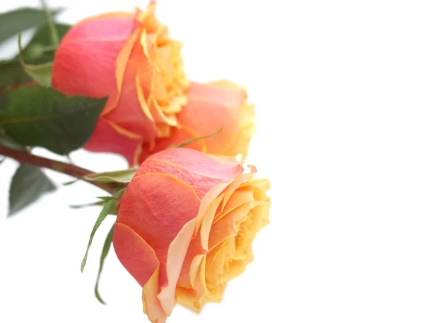 Três tenras rosas rosa-amarelas isoladas sobre fundo branco — Fotografia de Stock