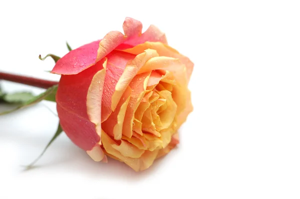 Rosa tenera rosa-gialla con goccioline su fondo bianco — Foto Stock