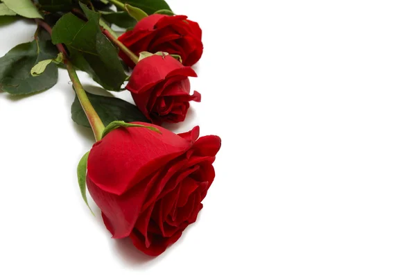 Tři červené růže — Stock fotografie