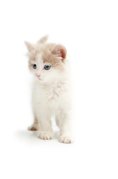 Молодой котенок — стоковое фото