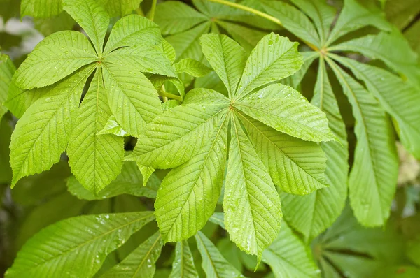 stock image Chestnut foliage