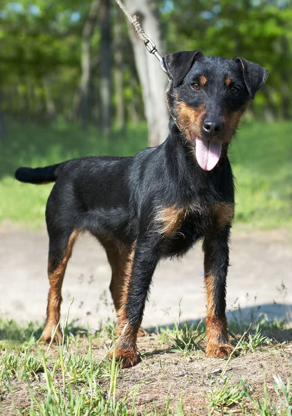 Jagdterrier (German Hunt Terrier) — Stock Photo, Image