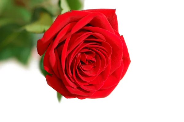 Egy vörös rózsa, fehér háttér — Stock Fotó
