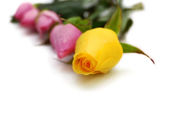 Gele roos op focus en vier roze rozen op achtergrond — Stockfoto