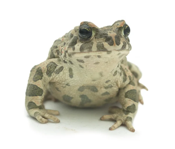 Big toad on white background — Stock Photo, Image