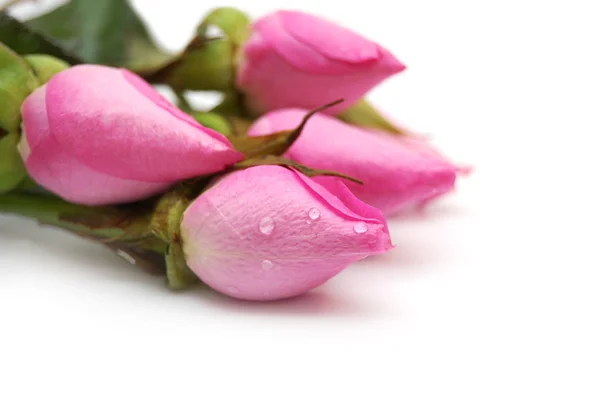 핑크 장미 ob 흰색 배경의 꽃다발 — 스톡 사진