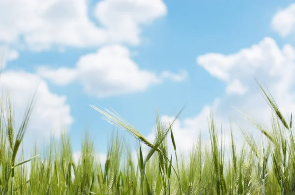 Uši pšenice proti modrá jarní oblohy — Stock fotografie