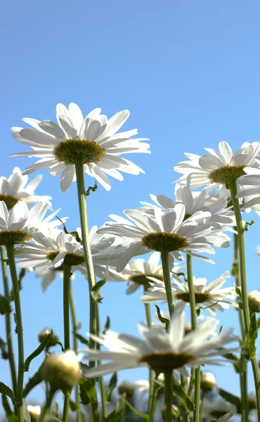 Daisy against blue sky background — Stock Photo, Image