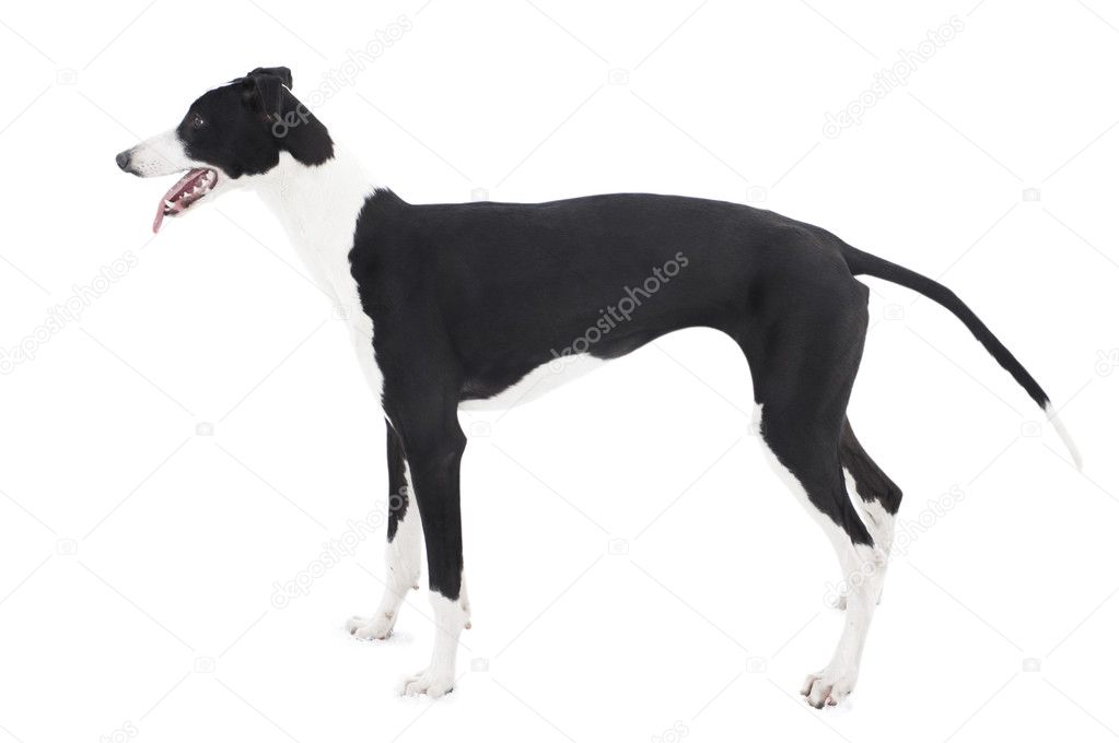 Greyhound (six-month-old puppy) isolated on white