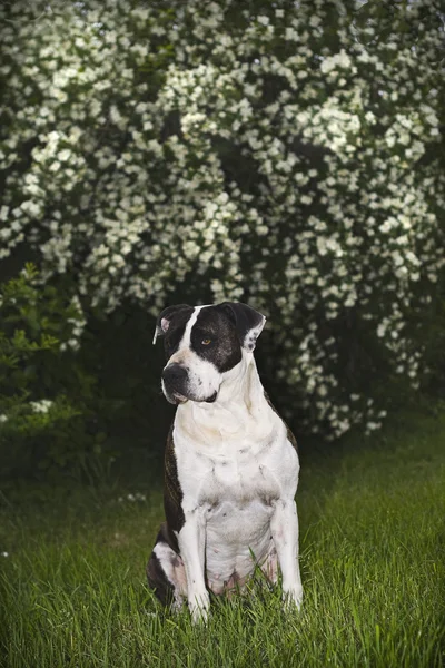 Krásný pes — Stock fotografie